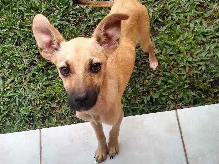 Cachorro ra a Vira-Lata idade 2 a 6 meses nome Paçoca