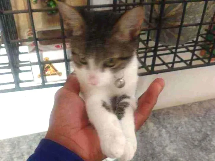 Gato ra a Indefinida idade 2 a 6 meses nome Cristal