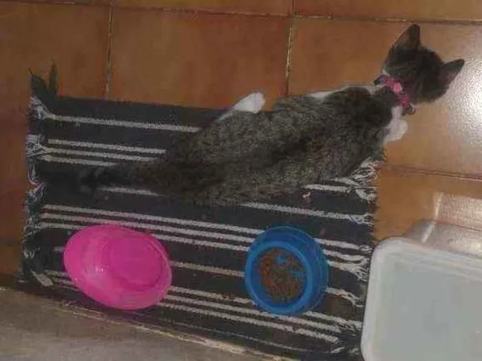 Gato ra a Indefinida idade 2 a 6 meses nome Cristal