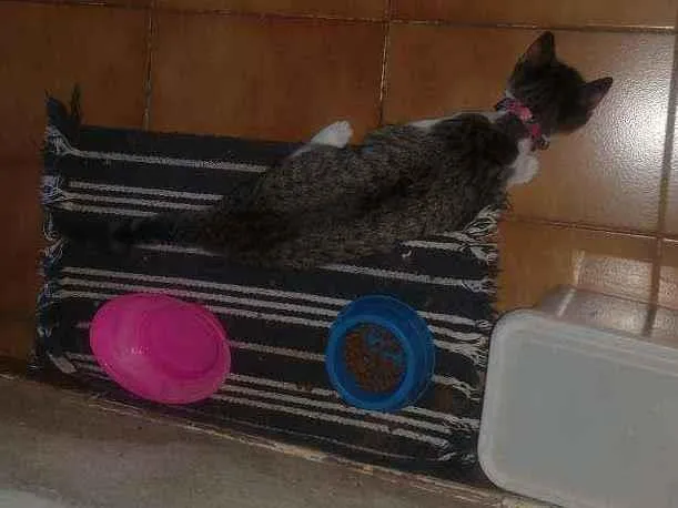 Gato ra a Indefinida idade 2 a 6 meses nome Cristal