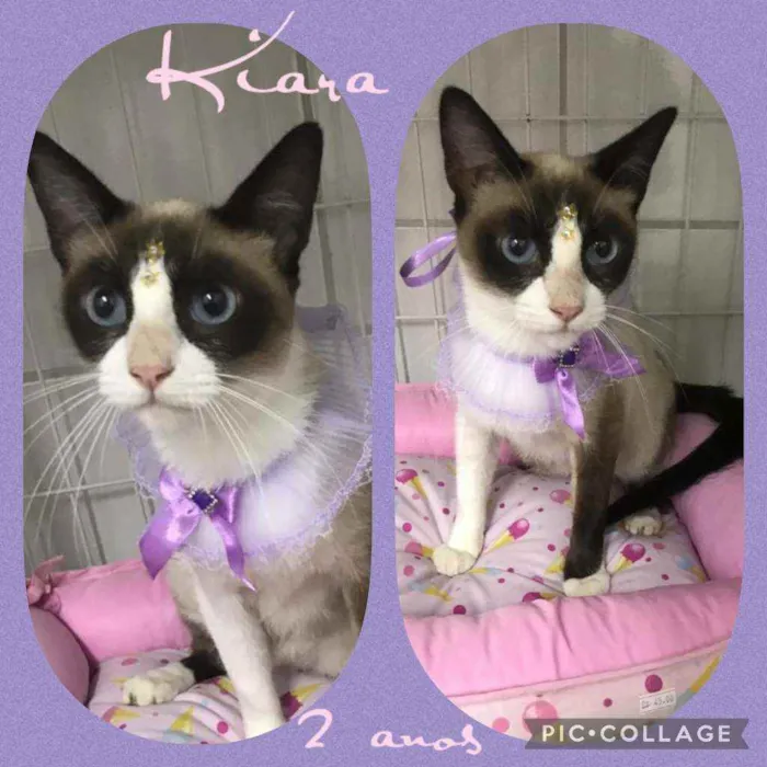 Gato raça SRD  idade 2 anos nome Kiara 