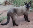 Alfredinho