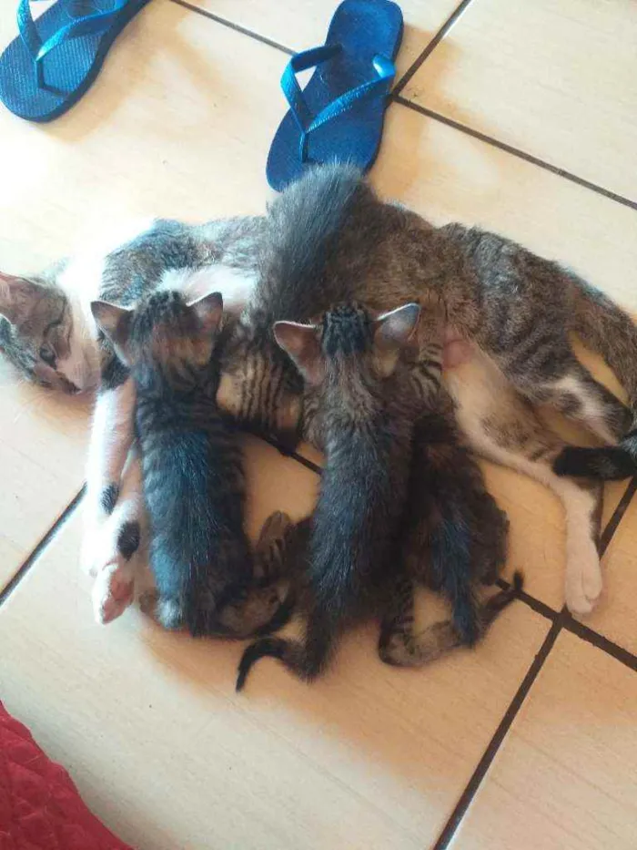 Gato ra a  idade Abaixo de 2 meses nome Não tem .largaram 