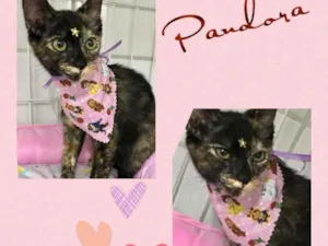 Gato raça SRD  idade 2 a 6 meses nome Pandora 