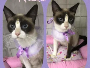 Gato raça SRD  idade 2 anos nome Kiara 