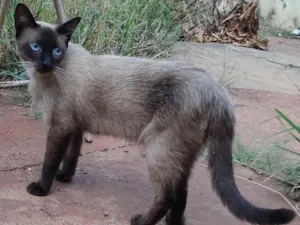 Gato raça SRD idade 7 a 11 meses nome Alfredinho