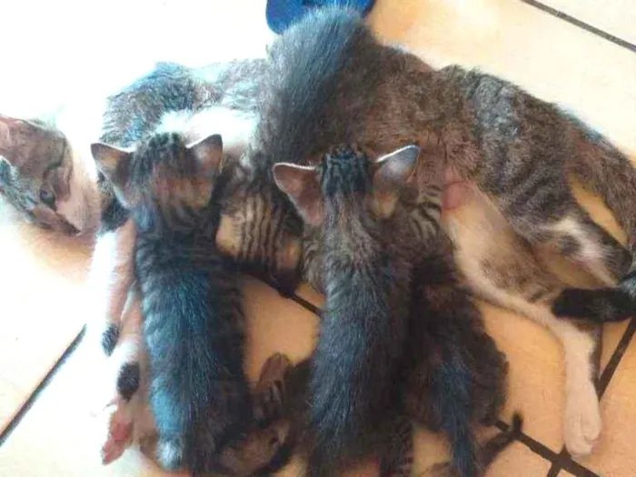 Gato ra a  idade Abaixo de 2 meses nome Não tem .largaram 