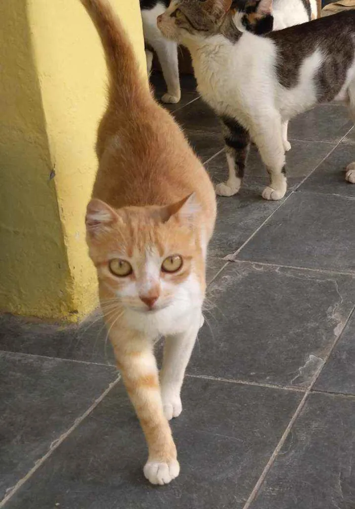 Gato raça SRD idade 1 ano nome Orelhinha