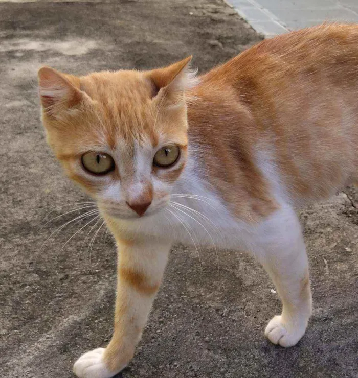 Gato raça SRD idade 1 ano nome Orelhinha