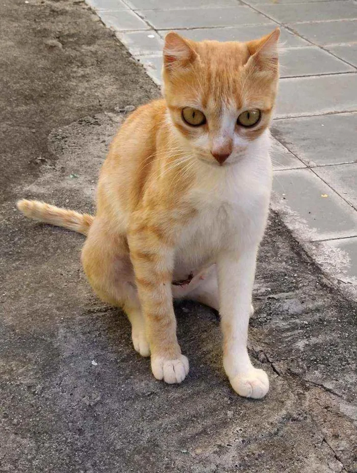 Gato raça SRD idade 1 ano nome Orelhinha