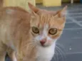 Orelhinha