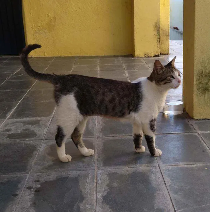 Gato raça SRD idade 1 ano nome Bob