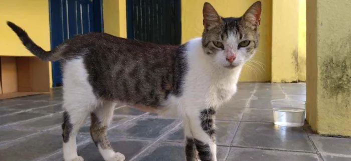 Gato raça SRD idade 1 ano nome Bob