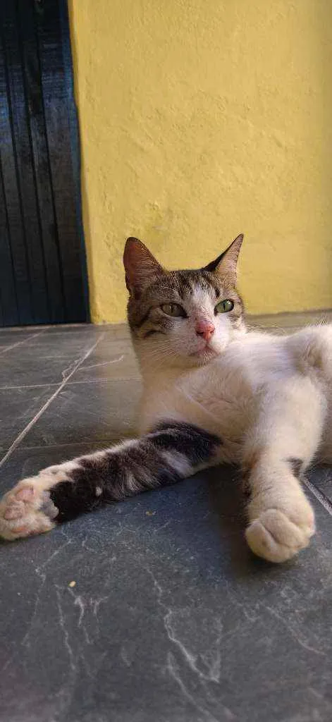 Gato raça SRD idade 1 ano nome Bob