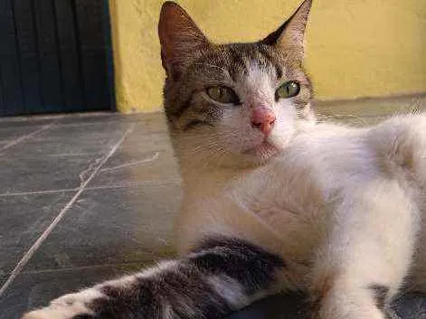 Gato raça SRD idade 1 ano nome Bob