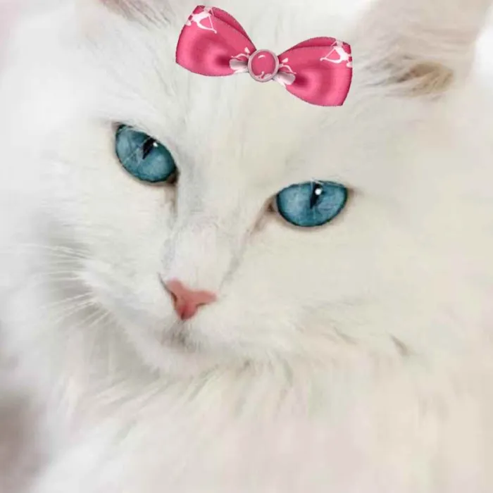 Gato ra a Mestiça  idade 1 ano nome Nicole 