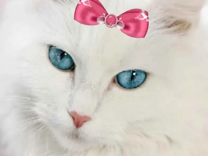 Gato ra a Mestiça  idade 1 ano nome Nicole 