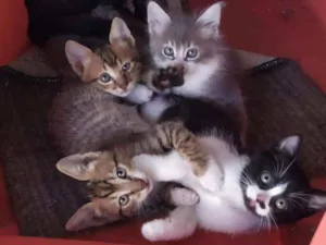 Gato raça RI idade 2 a 6 meses nome gatinhos pequenos