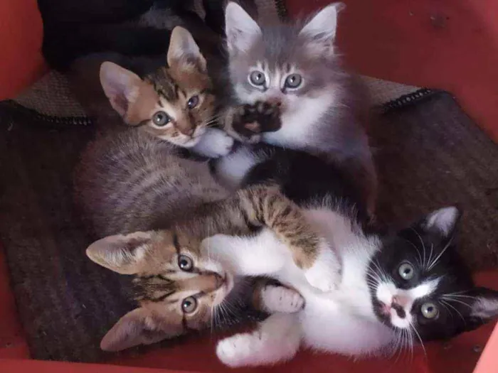 Gato raça RI idade 2 a 6 meses nome gatinhos pequenos