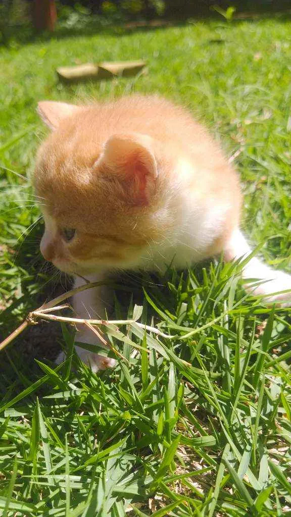 Gato ra a SRD idade Abaixo de 2 meses nome Galeguinho