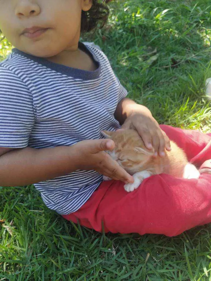 Gato ra a SRD idade Abaixo de 2 meses nome Galeguinho