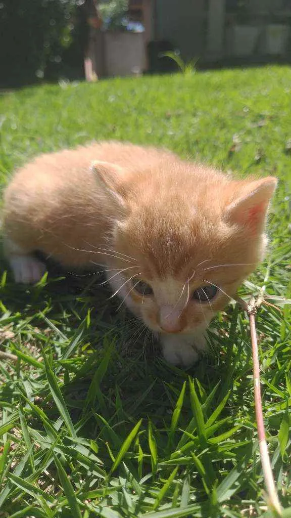 Gato ra a SRD idade Abaixo de 2 meses nome Galeguinho