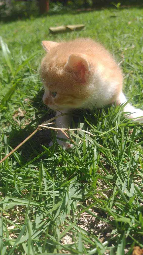 Gato ra a SRD idade Abaixo de 2 meses nome Galeguinho