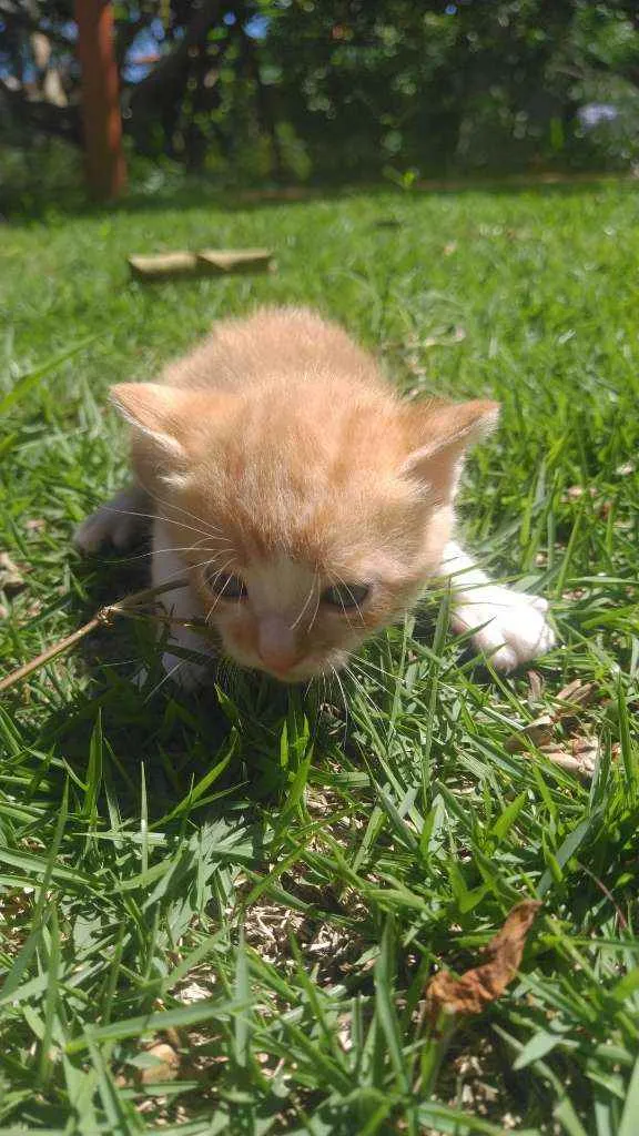 Gato ra a SRD idade Abaixo de 2 meses nome Galeguinho