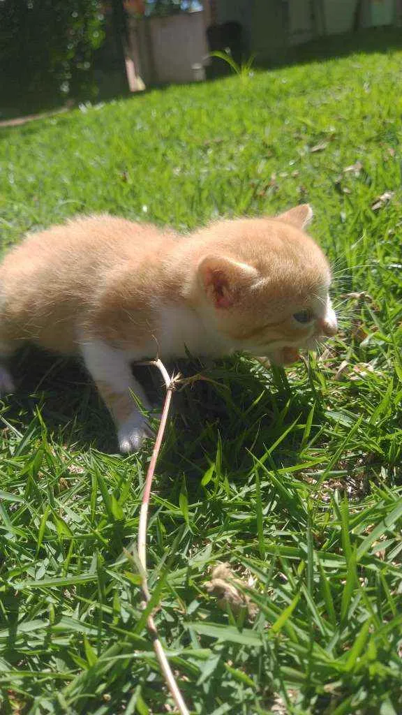 Gato ra a SRD idade Abaixo de 2 meses nome Galeguinho