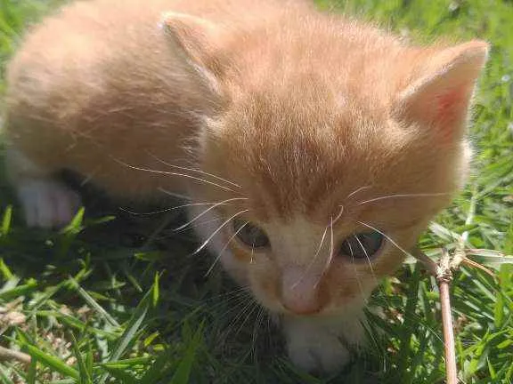 Gato ra a SRD idade Abaixo de 2 meses nome Galeguinho