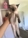 Gato raça Srd  idade 2 a 6 meses nome Filhote 