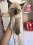 Gato raça Srd  idade 2 a 6 meses nome Filhote 