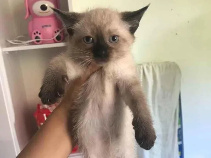Gato raça Srd  idade 2 a 6 meses nome Filhote 