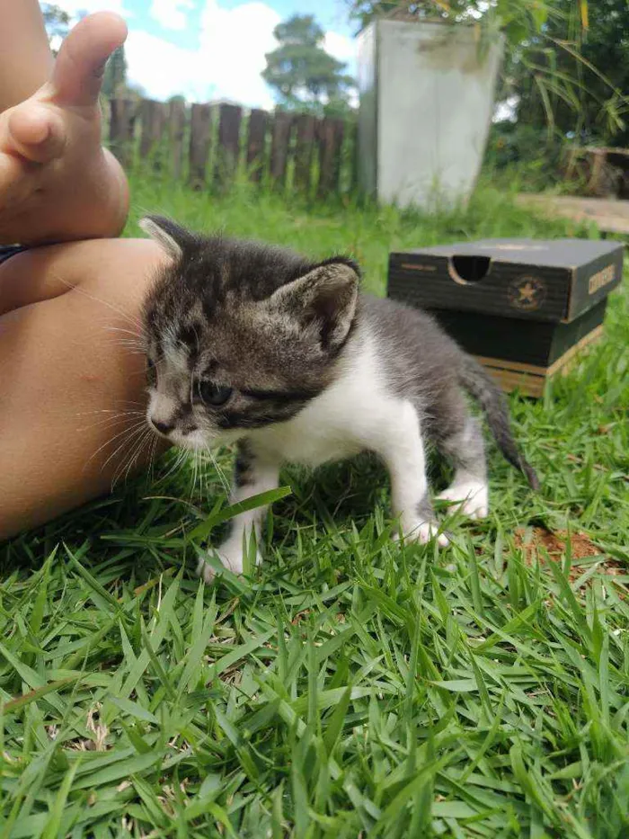 Gato ra a SRD idade Abaixo de 2 meses nome Encanto