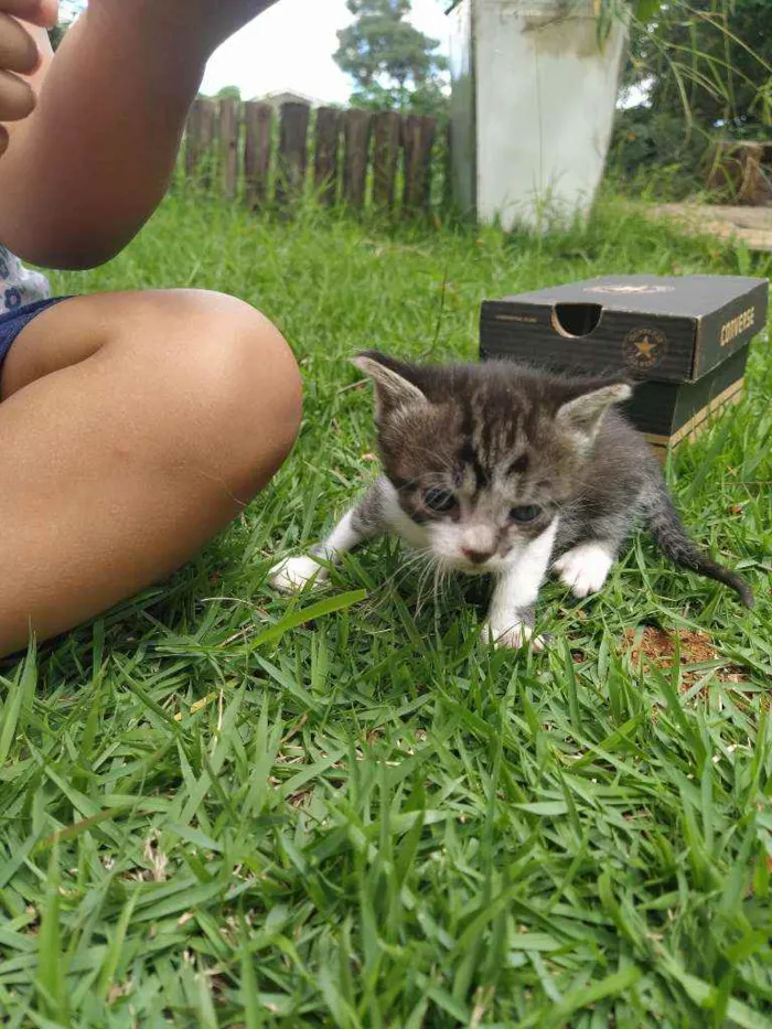 Gato ra a SRD idade Abaixo de 2 meses nome Encanto