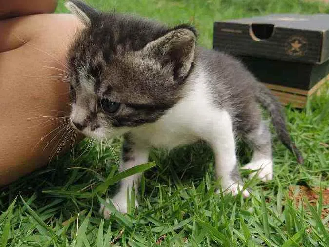 Gato ra a SRD idade Abaixo de 2 meses nome Encanto