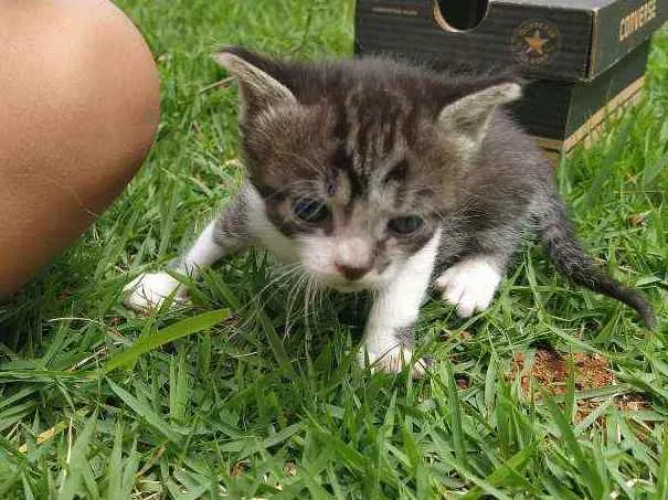 Gato ra a SRD idade Abaixo de 2 meses nome Encanto