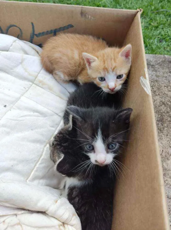 Gato ra a SRD idade Abaixo de 2 meses nome Galeguinho