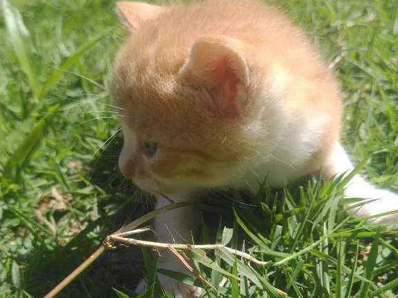 Gato ra a SRD idade Abaixo de 2 meses nome Galeguinho