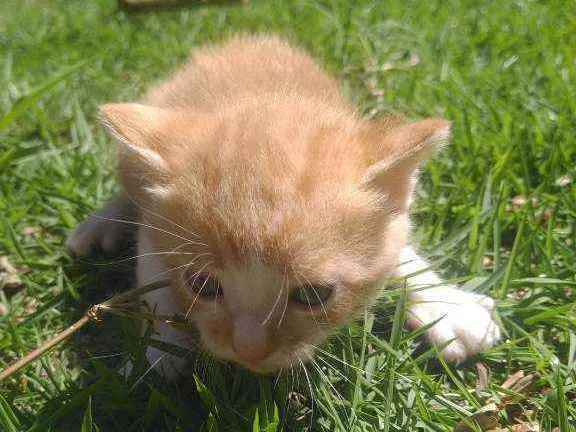 Gato ra a SRD idade Abaixo de 2 meses nome Galeguinho