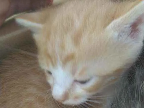 Gato ra a SRD idade Abaixo de 2 meses nome Galeguinho