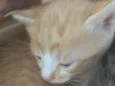 Galeguinho