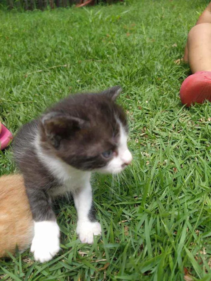 Gato ra a SRD idade Abaixo de 2 meses nome Valente