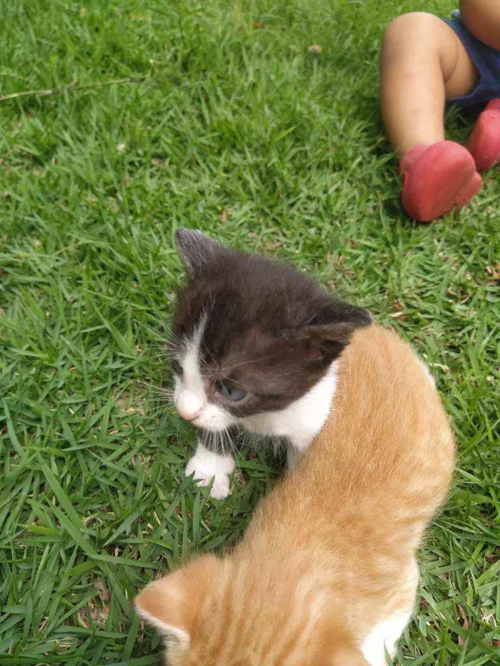 Gato ra a SRD idade Abaixo de 2 meses nome Valente