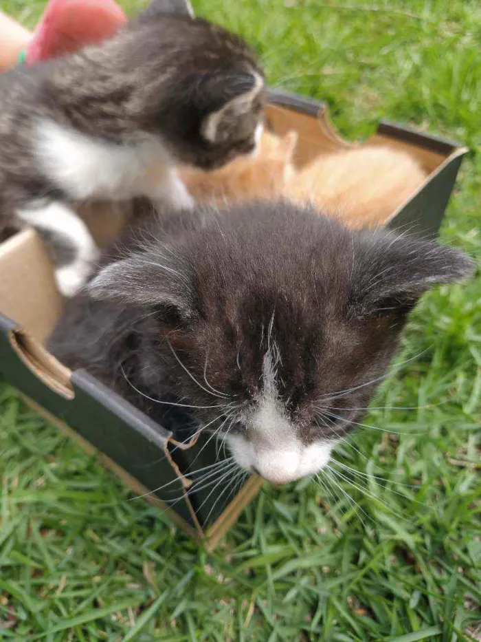 Gato ra a SRD idade Abaixo de 2 meses nome Valente