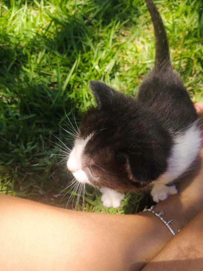 Gato ra a SRD idade Abaixo de 2 meses nome Valente