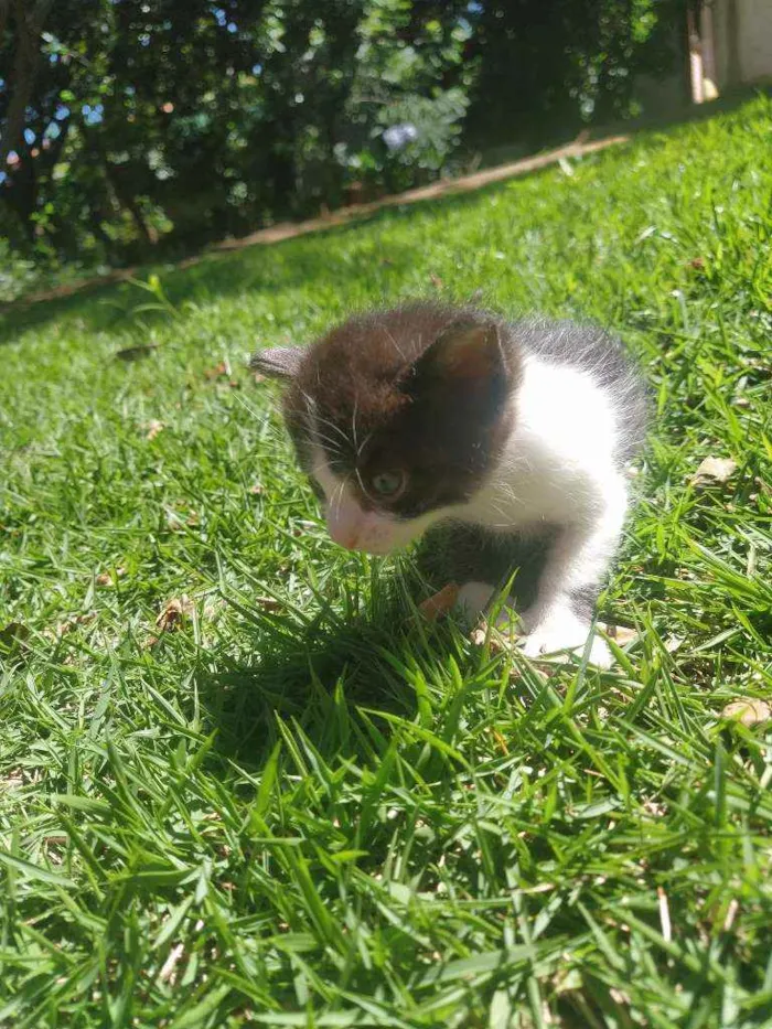 Gato ra a SRD idade Abaixo de 2 meses nome Valente