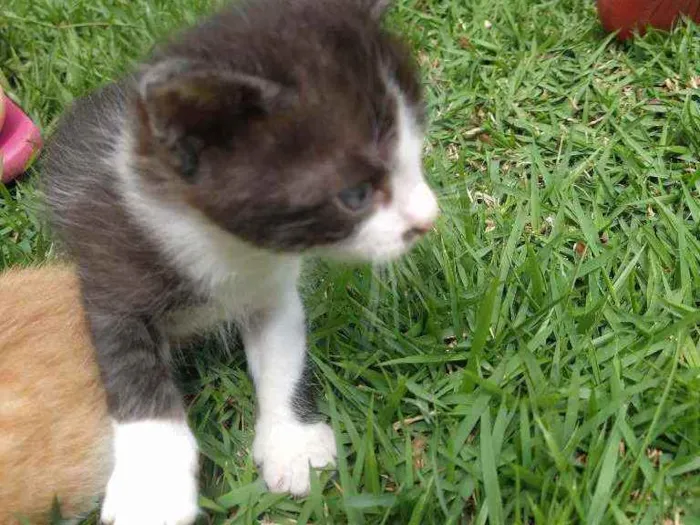 Gato ra a SRD idade Abaixo de 2 meses nome Valente