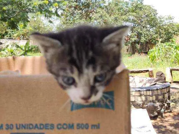 Gato ra a SRD idade Abaixo de 2 meses nome Encanto