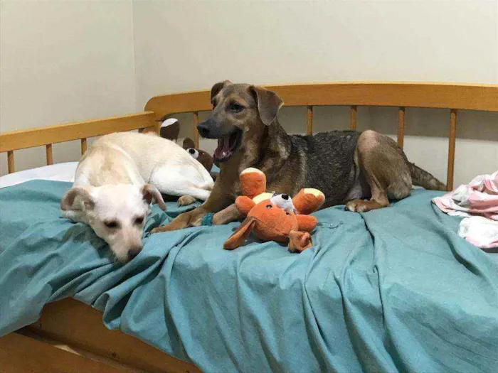 Cachorro ra a indefinida idade 7 a 11 meses nome Clarinha e Mel